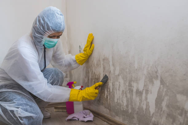 Best Post-Remediation Services in Farmville, VA