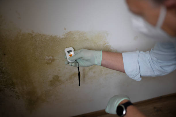 Best Health and Safety Mold Remediation in Farmville, VA