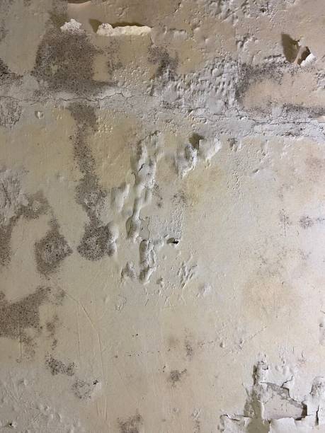 Best Crawl Space Mold Remediation in Farmville, VA