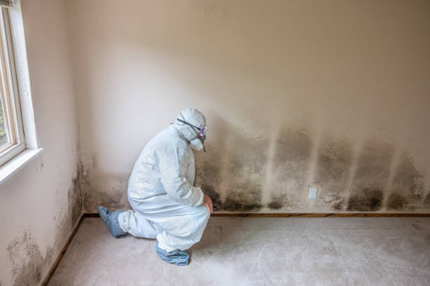 Best Residential Mold Remediation in Farmville, VA